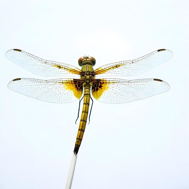 Photo dragonfly isolated white bacground white