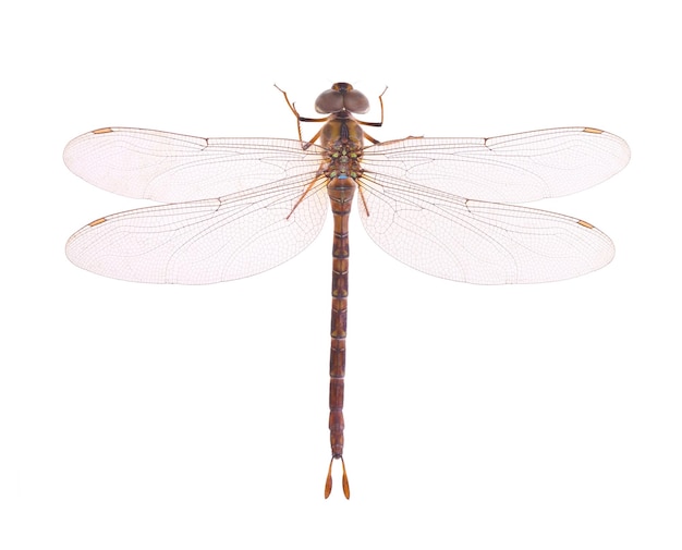 Dragonfly isolated on white background Top view