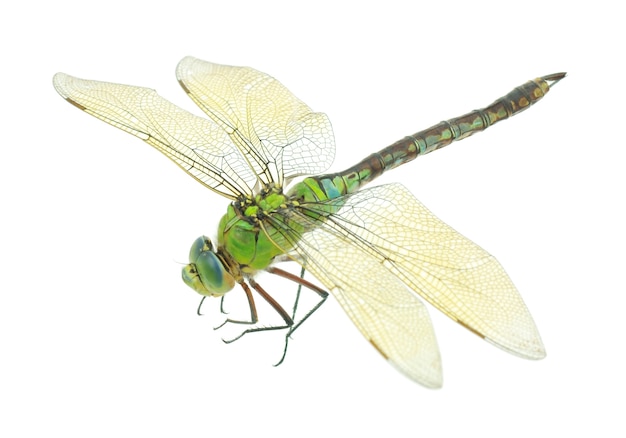 Dragonfly isolated on white background