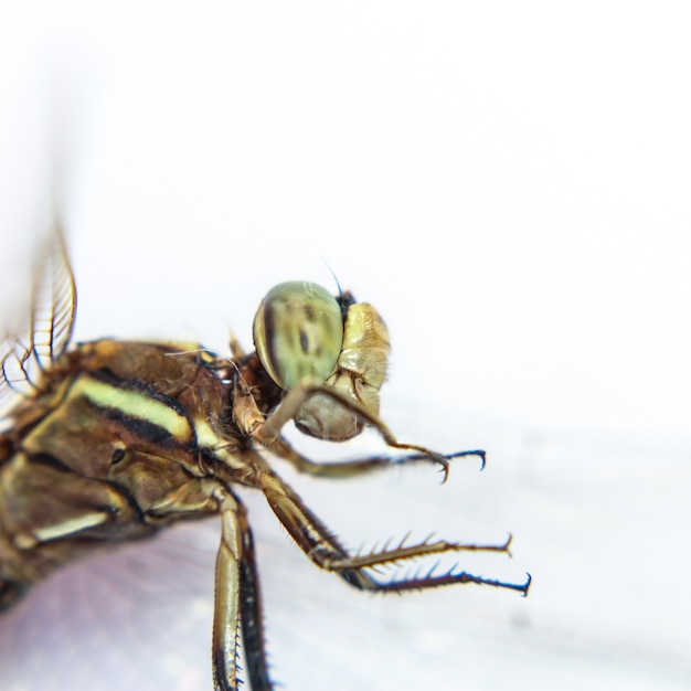 Dragonfly isolated on a white background