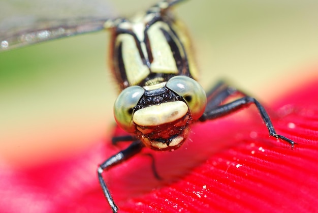 Dragonfly kijkt in de camera