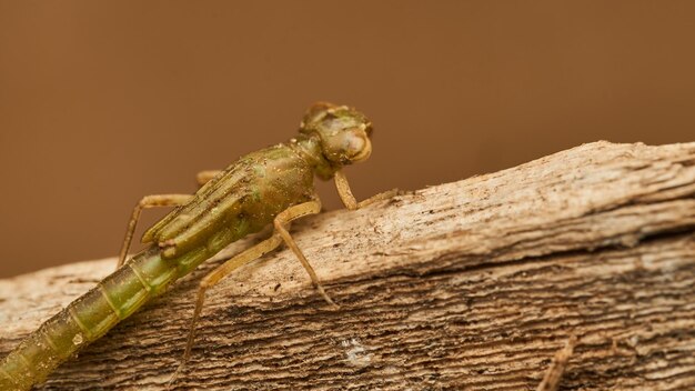 A dragonfly larva out of the water