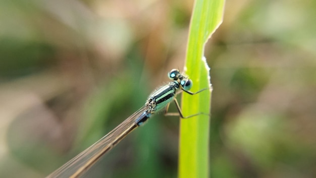 Dragonfly on a leaf with blurred background Animal macro photo