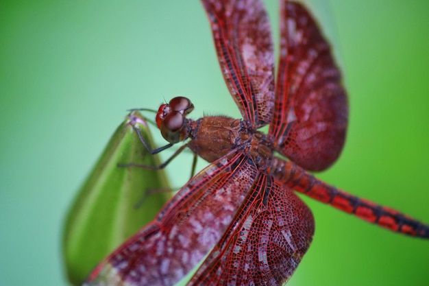 A dragonfly on a leaf with a red wing