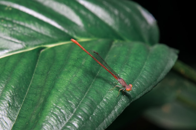 Dragonfly on the leaf