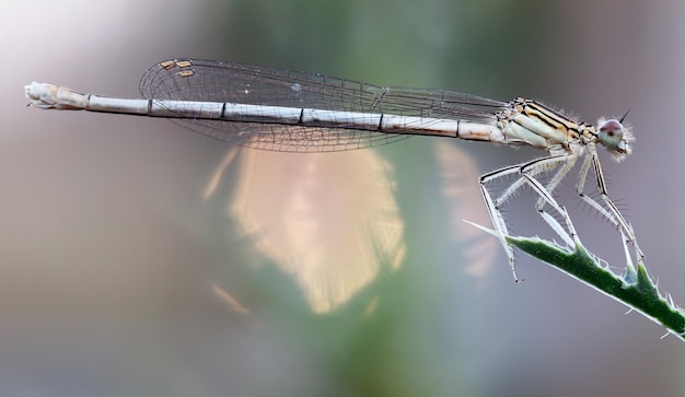 Photo dragonfly on leaf