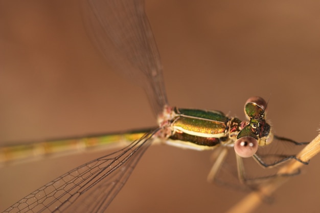 Photo dragonfly (lestes barbarus)