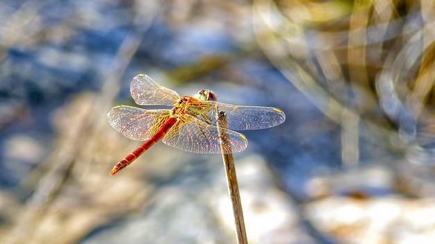 Photo dragonfly libelula