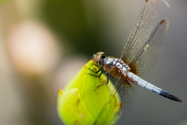 Photo dragonfly on lotus flower