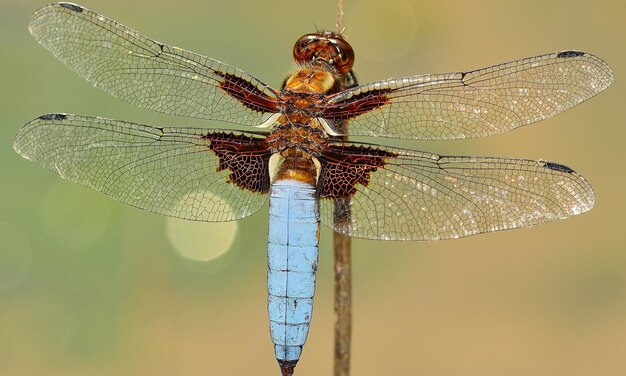 dragonfly macro 1