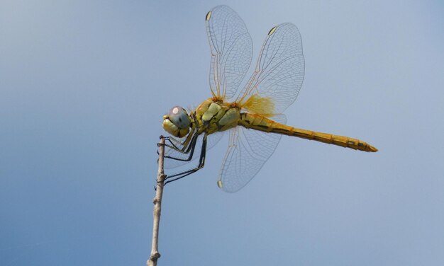 dragonfly macro 1