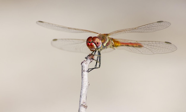 Foto dragonfly macro 1