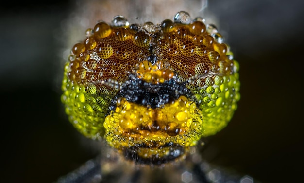 Dragonfly macro 1