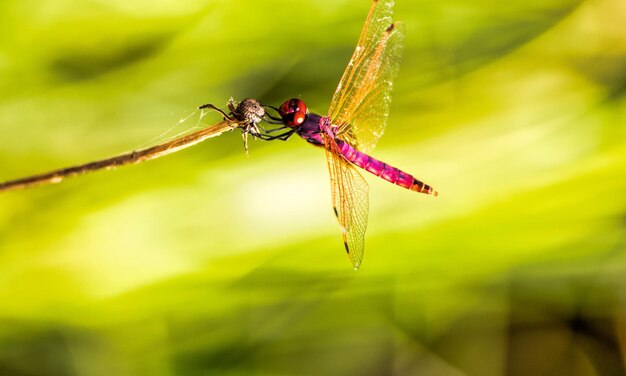 Dragonfly macro b 1