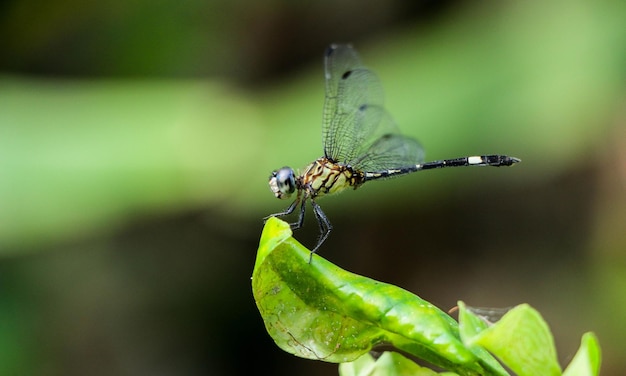 Photo dragonfly macro b 1