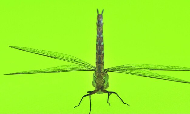 Photo dragonfly macro b 1