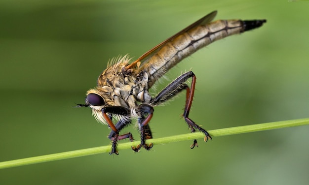 Photo dragonfly macro b 1