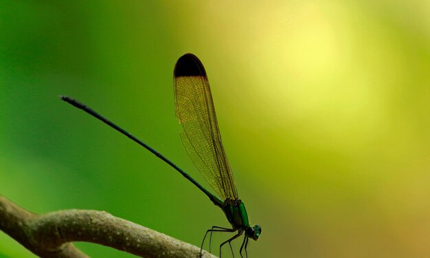 Photo dragonfly macro b 1