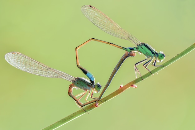 dragonfly mating on green background
