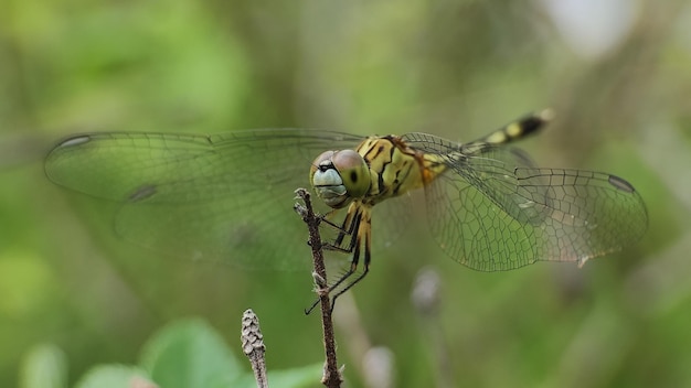 dragonfly in nature