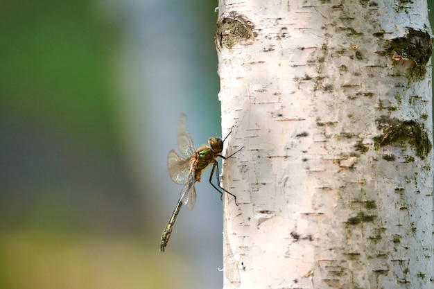 La libellula assomiglia spesso a un piccolo elicottero. ma nel mondo degli insetti, questo è un vero drago, altrettanto feroce e pericoloso.