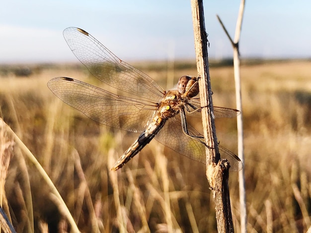 Photo dragonfly in oklahoma