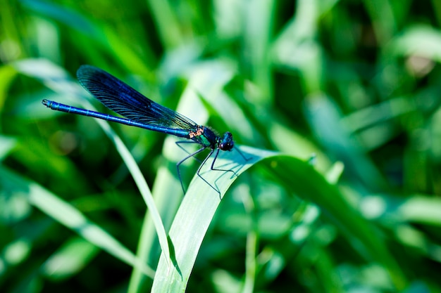 Dragonfly op blad