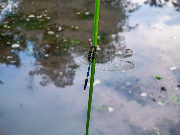Foto dragonfly op de bladachtergrond prachtig natuurconcept tropisch blad
