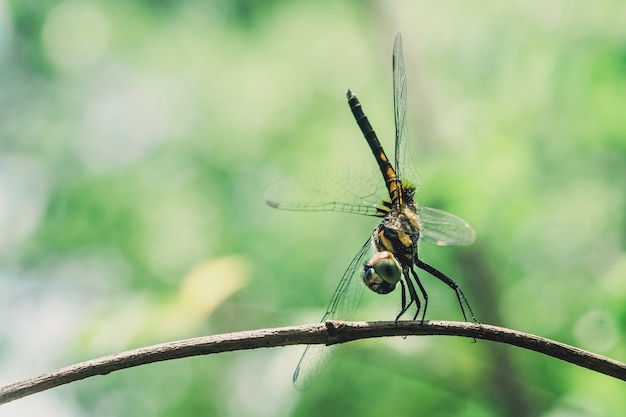 Dragonfly op de tak