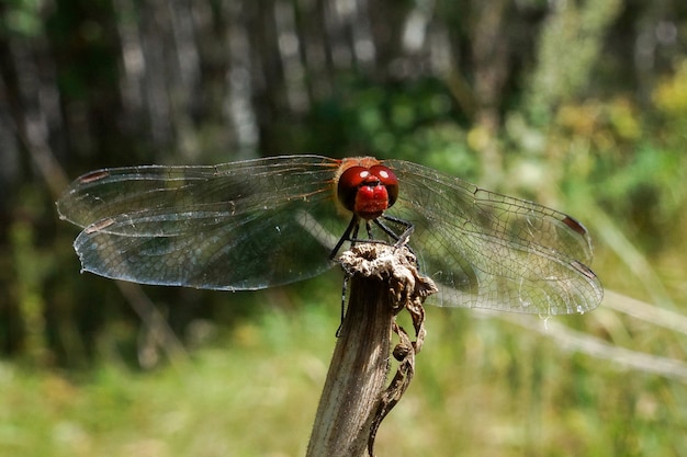 Dragonfly op een stok