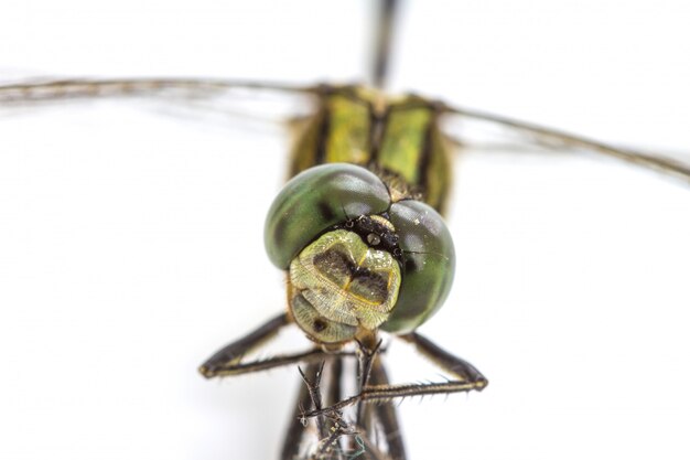 Dragonfly op een witte achtergrond wordt geïsoleerd die