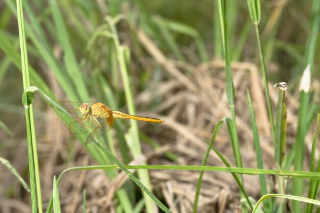 Dragonfly op gras