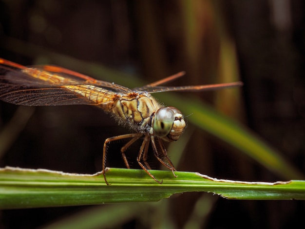 Dragonfly op groene tak