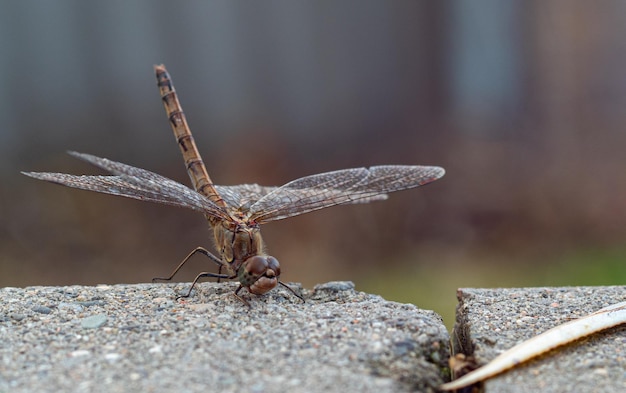 Foto dragonfly op steen macro dragonfly op een steen close-up