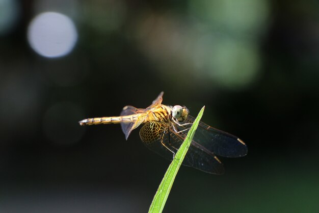 Dragonfly оранжевый цвет, холдинг на лист с дневного света в природе фон