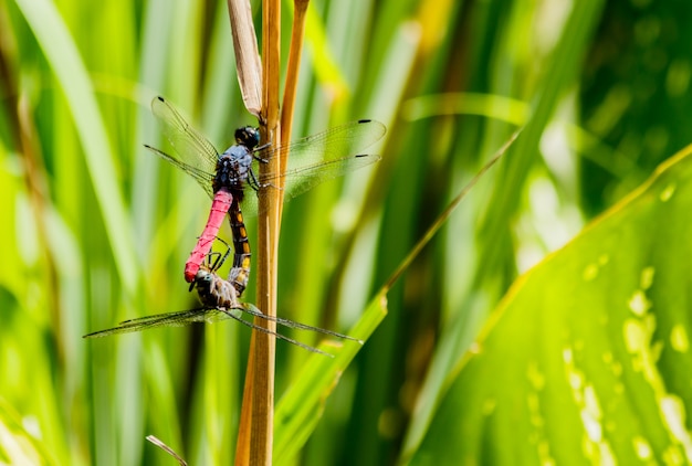 Dragonfly-paringseizoen op aardachtergrond.