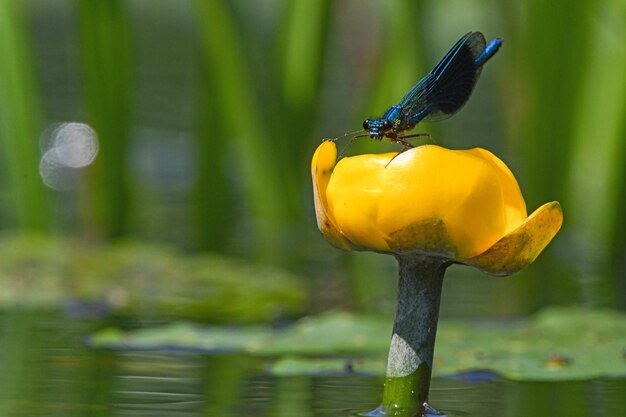 A dragonfly perches on a water lily