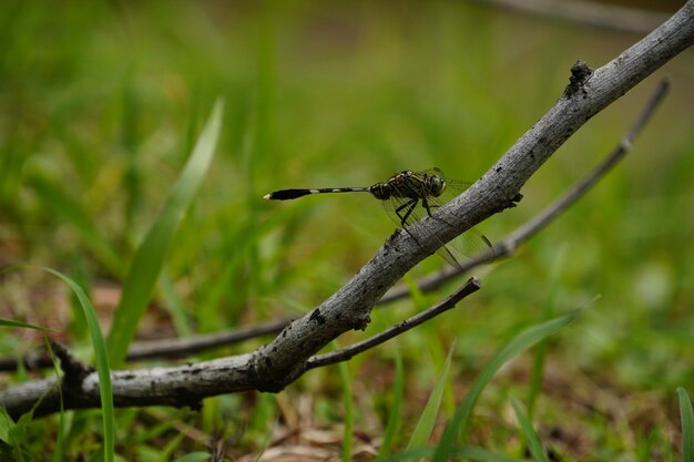 Photo a dragonfly perching on a tree