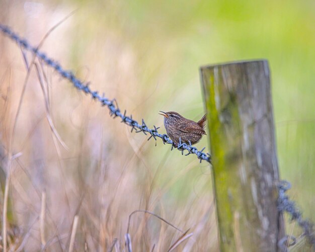 Dragonfly perching on wooden post