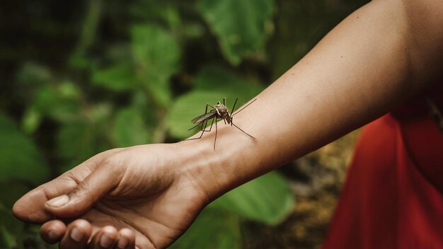 Foto una libellula sulla mano di una persona è tenuta in piedi da una mano