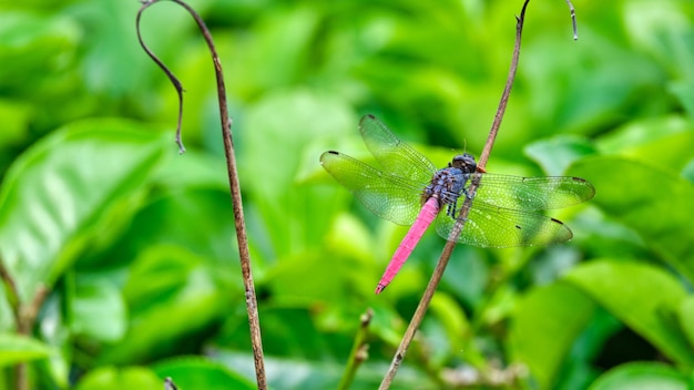 Dragonfly on a plant with green leaves