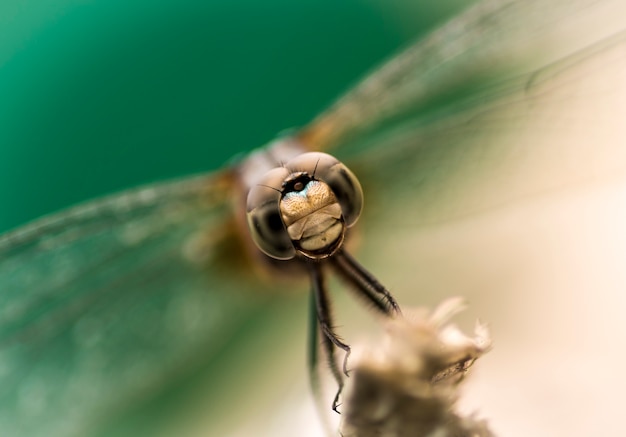 Foto dragonfly - portret