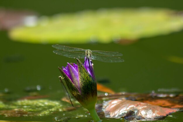 Foto libellula sul fiore di loto viola