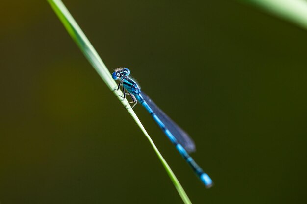 Dragonfly in the reeds