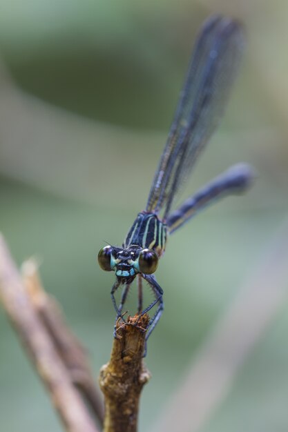  dragonfly resting on a branch in forest