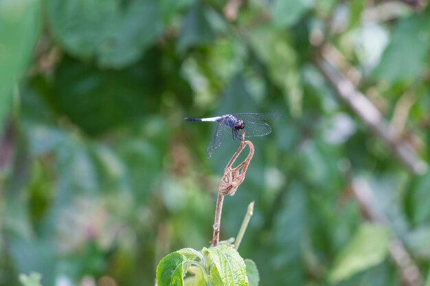 Dragonfly resting on a branch