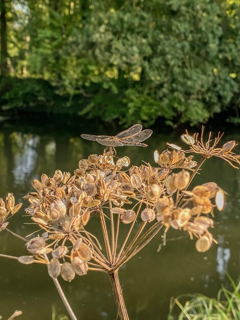 Dragonfly resting on a plant next to a river in the netherlands