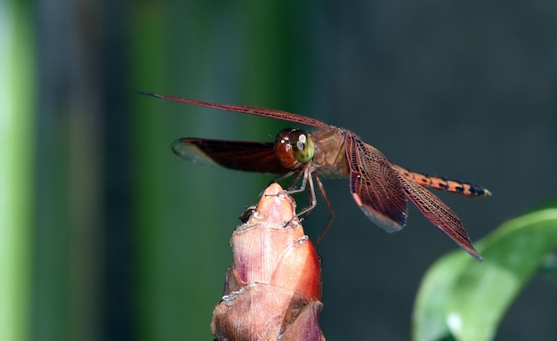 A dragonfly rests in the garden. Macro nature of Bali, Indonesia.