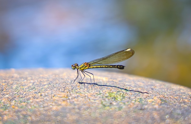 Photo a dragonfly on a rock with a blue background