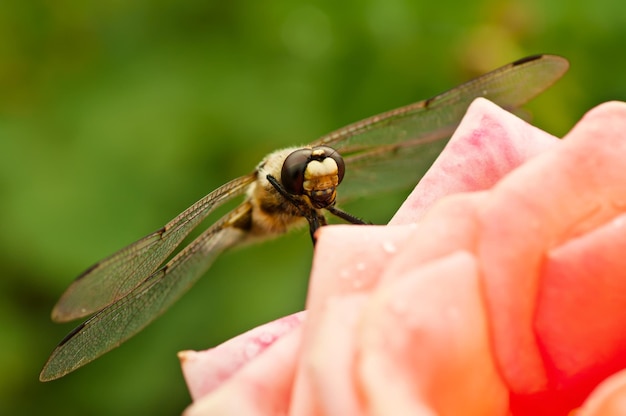 Dragonfly on the rose